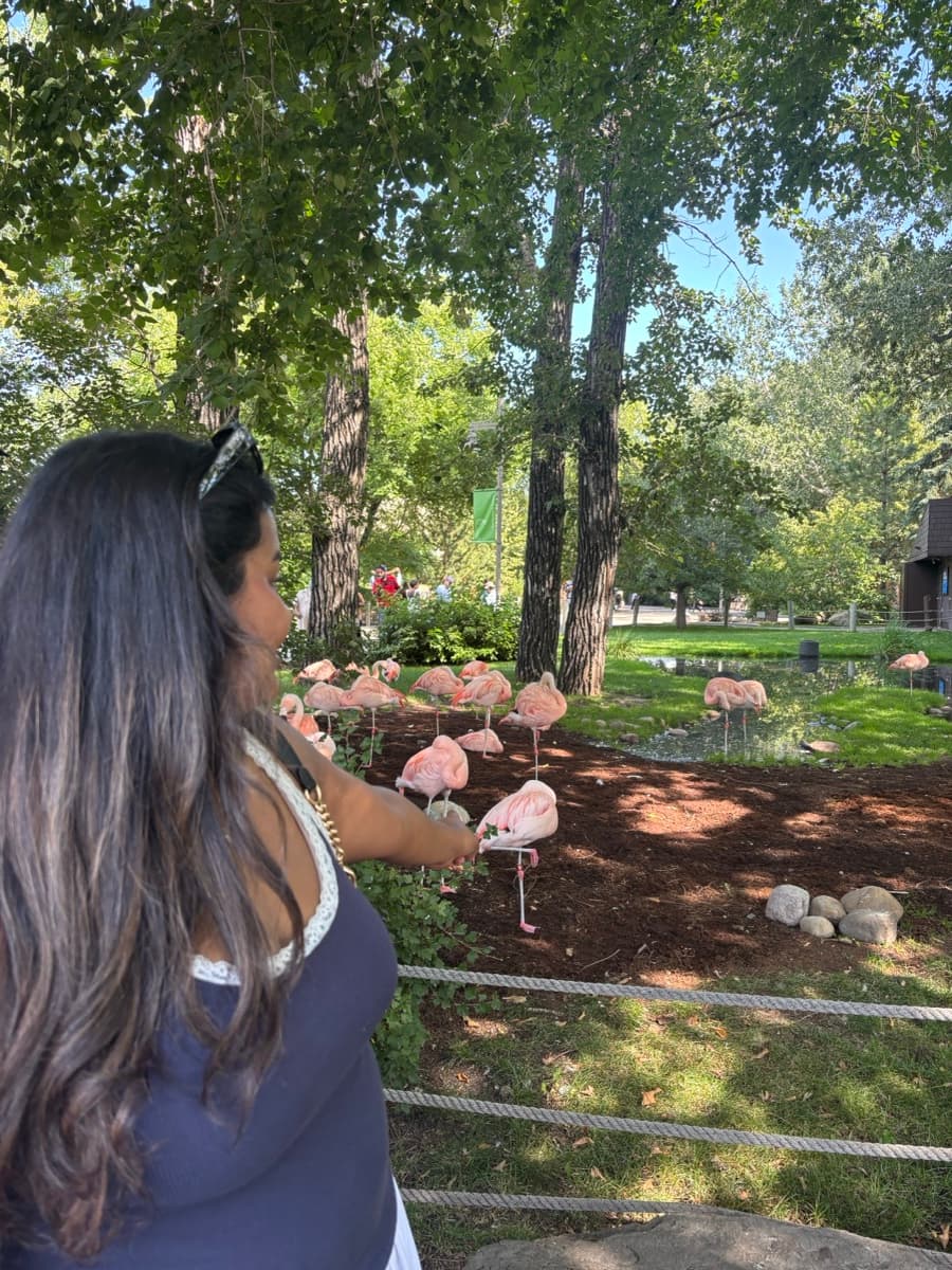 Watching flamingos at the park